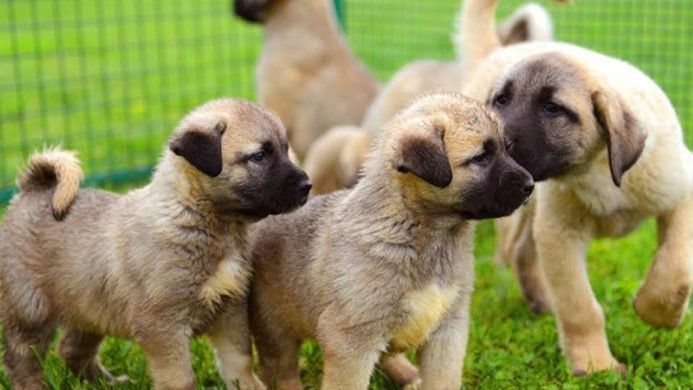 kangal-köpek