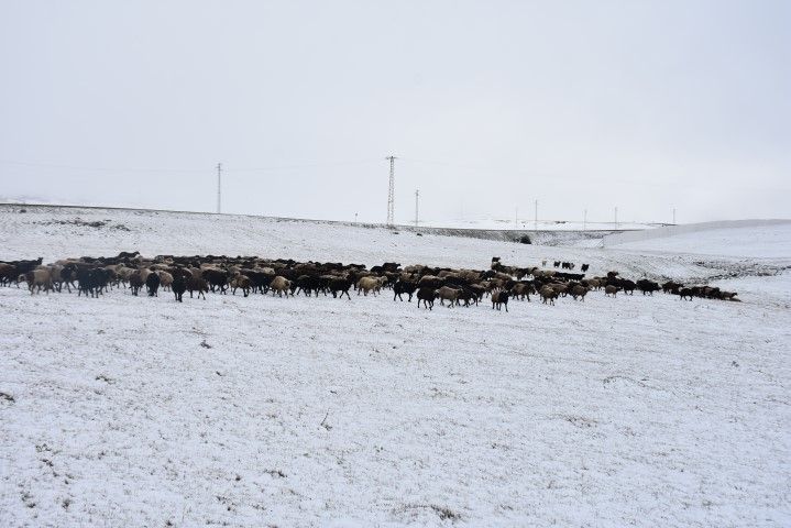 kars kar hayvancılık