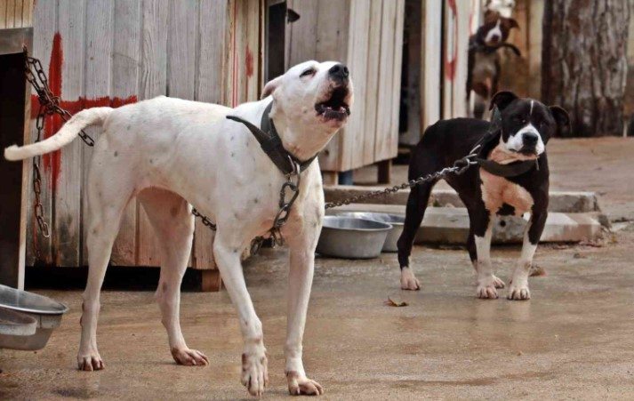 Dogo Argentino köpek tehlikeli ırklar