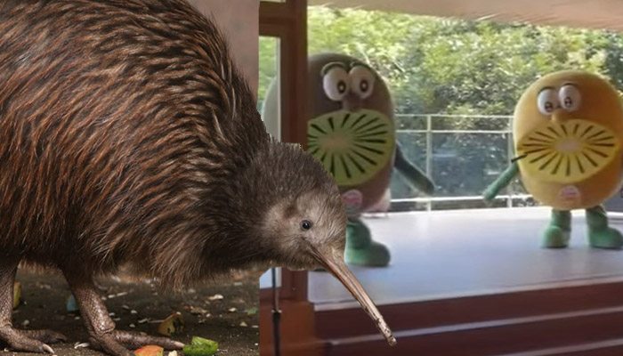 kiwi kivi yeni zelanda japonya