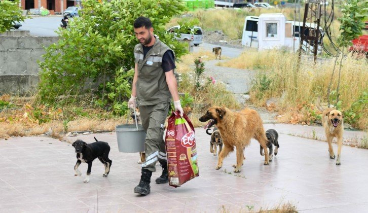 esenyurt belediyesi köpek mama