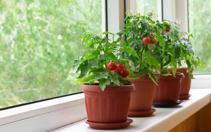 kent tarımı saksı domates