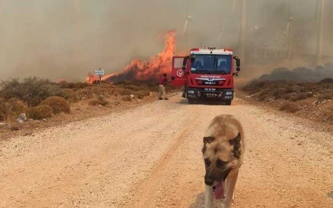 çeşme yangın köpek