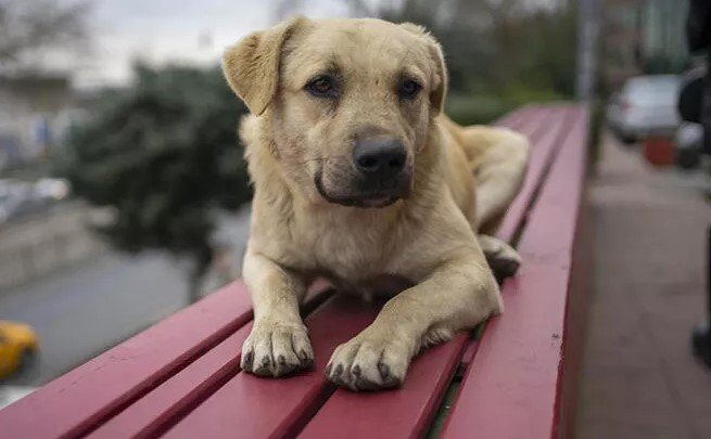 havrita sokak köpeği köpek