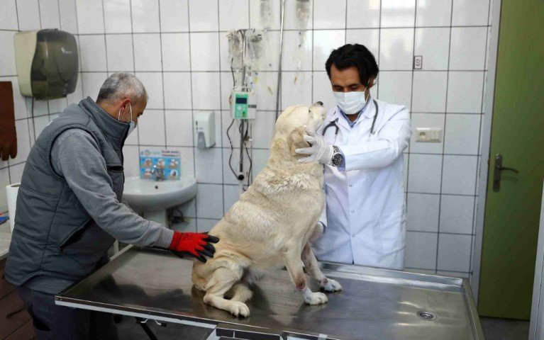 veteriner köpek bağcılar