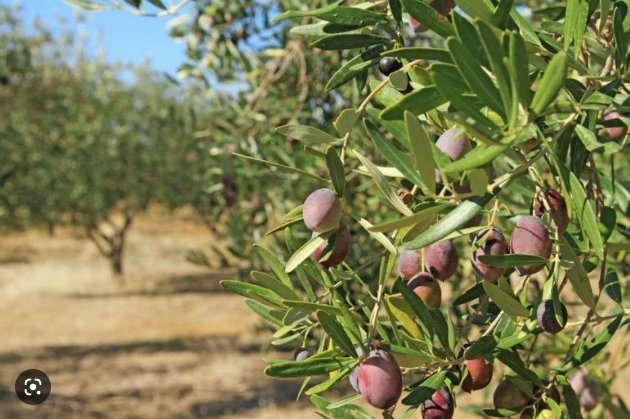 zeytin ağacı