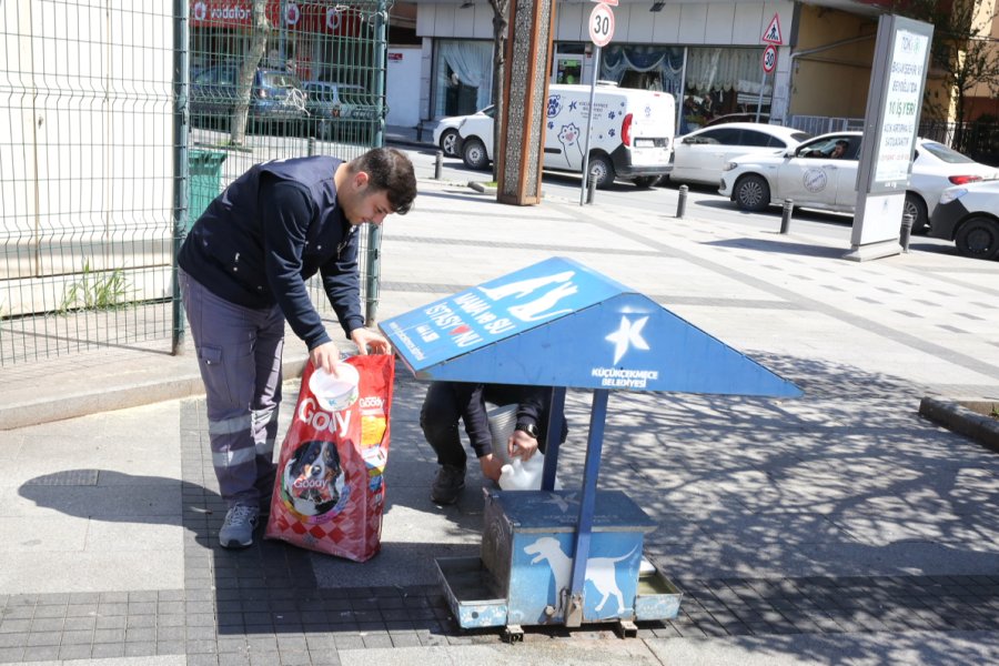 Sokak Hayvanları 4